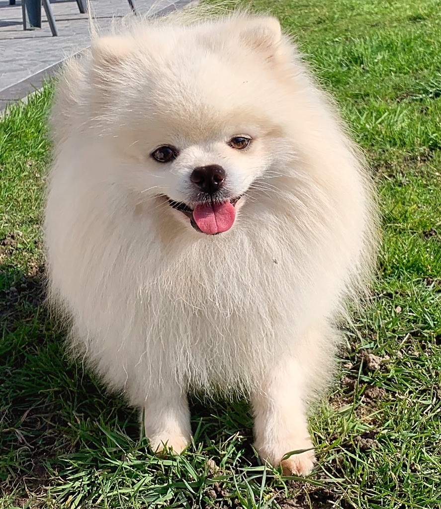 chiots spitz petits ou nains