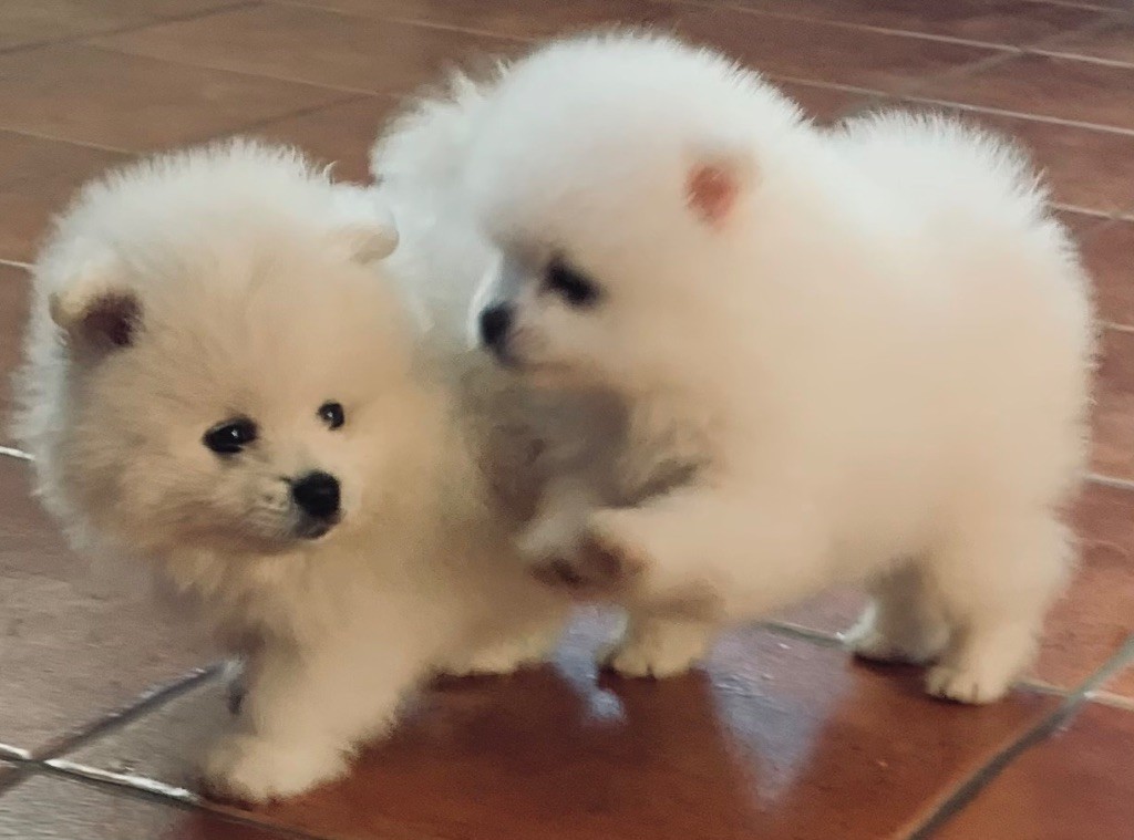 Chiot Spitz allemand Vom Lumaland