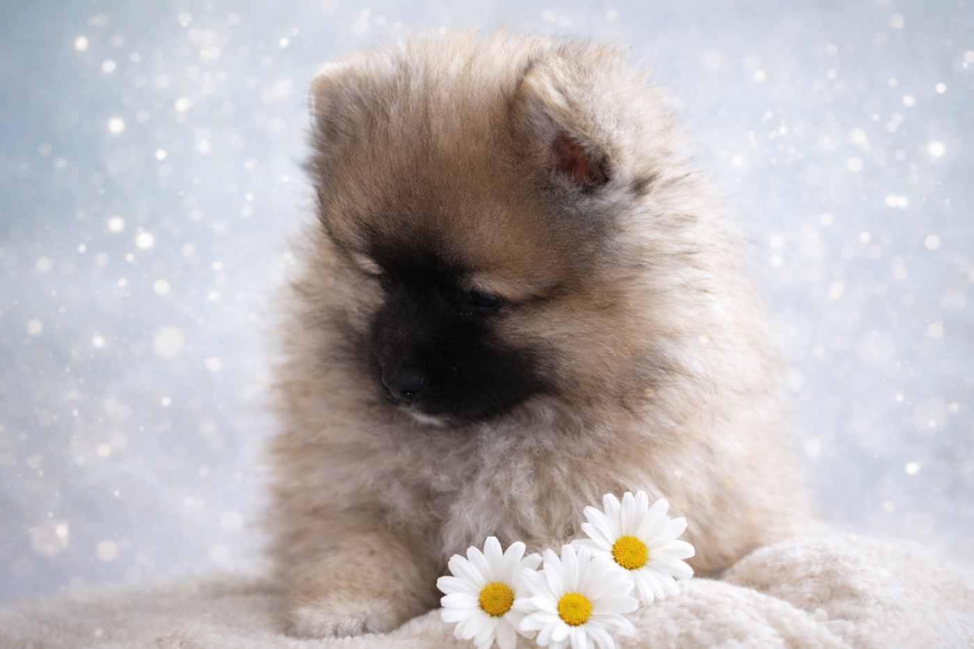 Chiot Spitz allemand Vom Lumaland