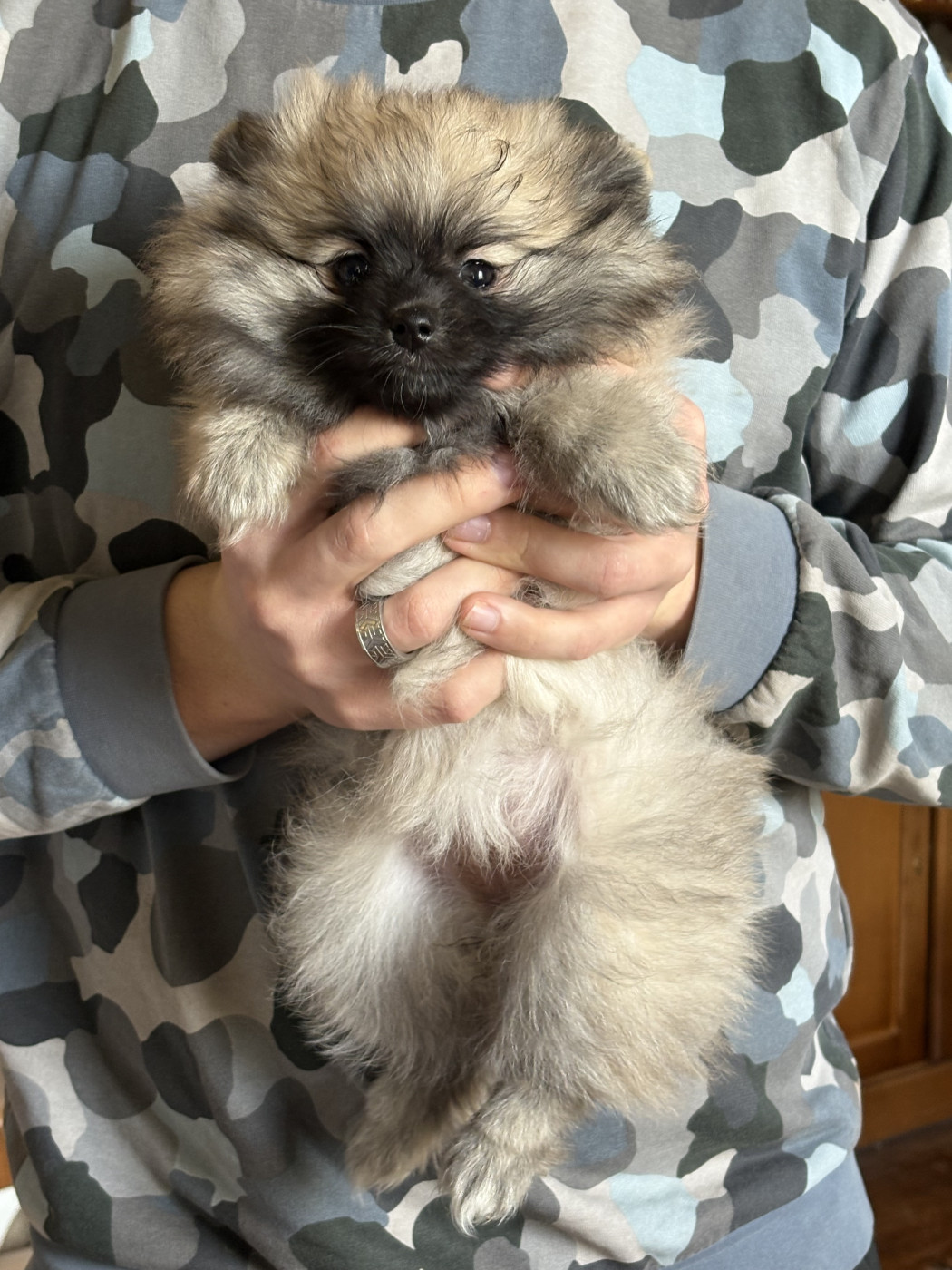 Vom Lumaland - Chiots disponibles - Spitz allemand