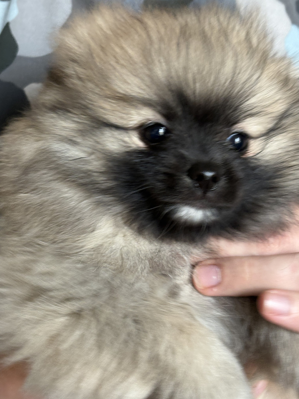 Vom Lumaland - Chiots disponibles - Spitz allemand