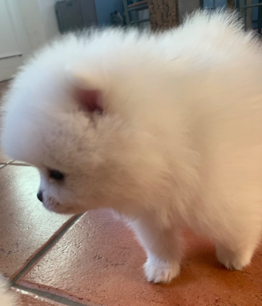Chiot Spitz allemand Vom Lumaland