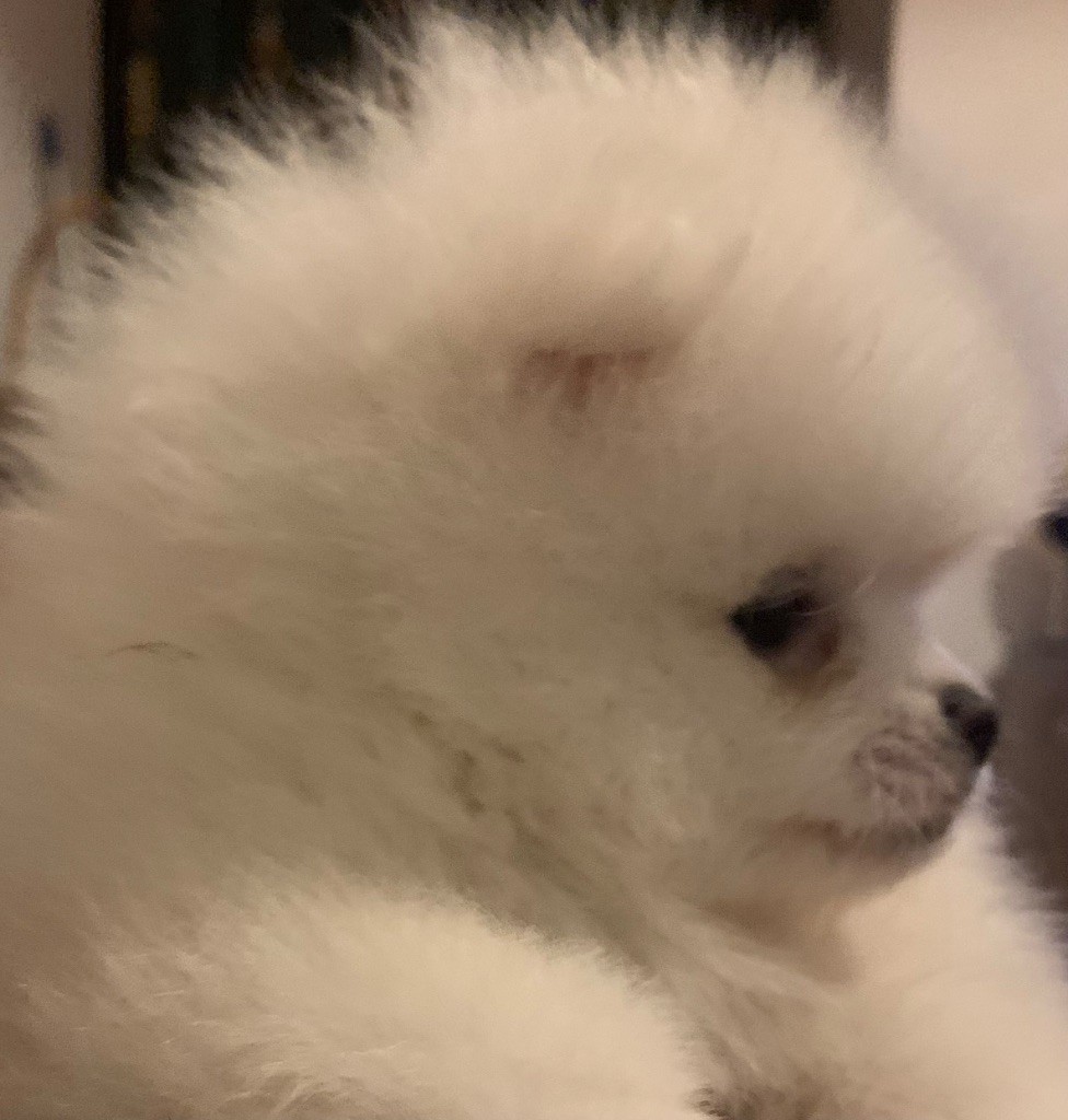 Vom Lumaland - Chiots disponibles - Spitz allemand