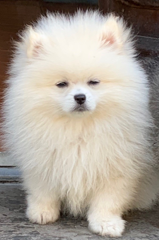 Vom Lumaland - Spitz allemand - Portée née le 04/05/2025