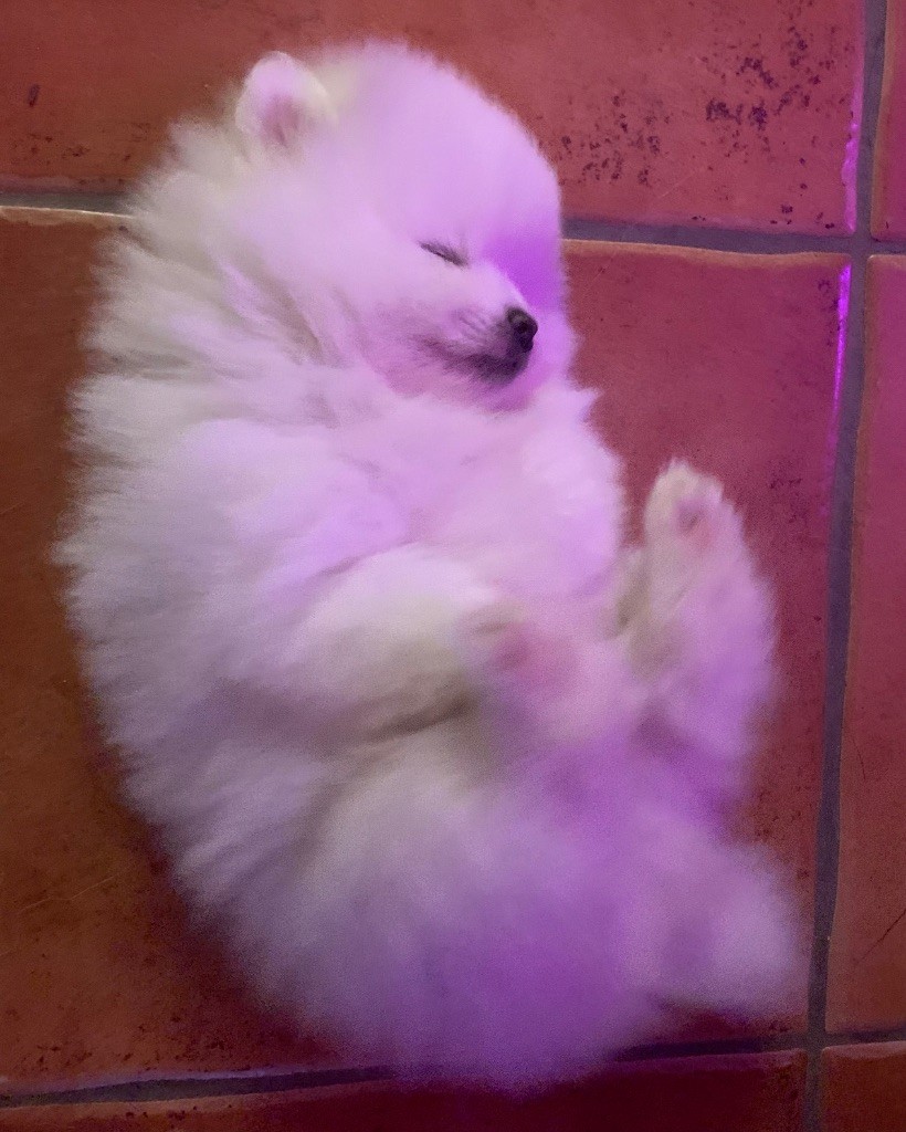 Vom Lumaland - Chiots disponibles - Spitz allemand