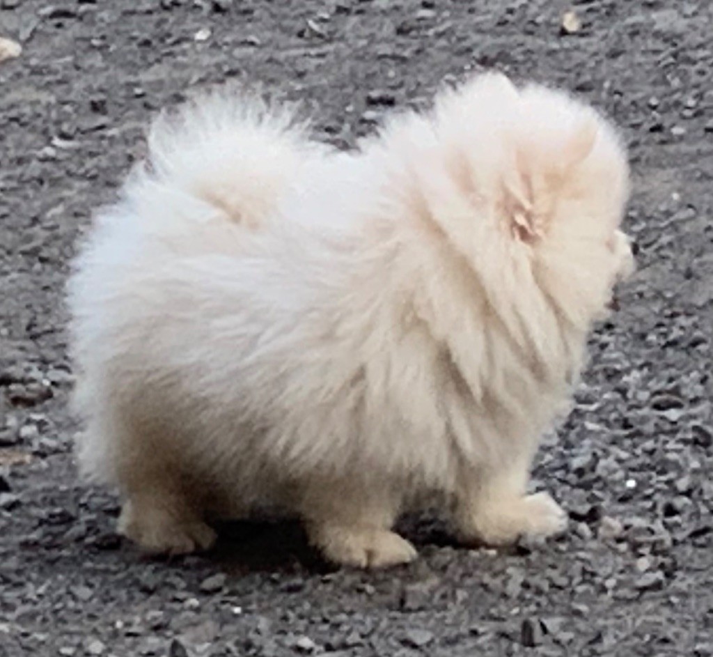 Vom Lumaland - Chiots disponibles - Spitz allemand